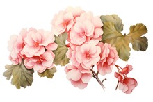 Beautiful Vector Watercolor Illustration With Pink Begonia Flowers On White Background