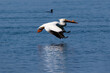 American White Pelican (Pelecanus erythrorhynchos) flying low over blue water in Morro Bay, California. Wings spread; its reflection on the surface. 
