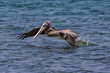 Brown Pelican (Pelecanus occidentalis) taking flight from the ocean, on the island of Aruba. 
