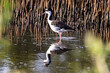 Black-Necked Stilt (Himantopus mexicanus) standing in shallow marsh, on the island of Aruba. Its Reflection on the water. Reeds in the background. 
