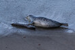Harbor seals (Phoca vitulina) on beach. Mother with her flipper touching her dead baby. Monterey, California.
