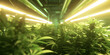 Cannabis Cultivation: Healthy Marijuana Plants Growing in a Controlled Environment.