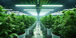 Cannabis Cultivation: Healthy Marijuana Plants Growing in a Controlled Environment.