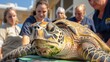 A team of vets carefully maneuver a large injured sea turtle onto a stretcher ready to transport it to their clinic for rehabilitation. The determination and expertise on their faces .