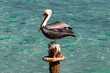 Brown Pelican (Pelecanus occidentalis) standing on old pier pylon, on the island of Aruba. Blue-green water in the background. 
