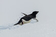 Adelie penguin (Pygoscelis adeliae) swimming through snow on the Antarctic Peninsula. Flippers spread. 
