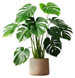 PNG Monstera deliciosa tree in pots plant leaf white background