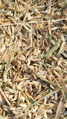 a pile of yellow rice chaff, rice husk, rice hull background texture