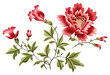 PNG Chinese flower in embroidery style pattern plant inflorescence