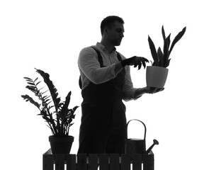 Wall Mural - Silhouette of male gardener with plant at counter on white background