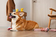 Cute Corgi dog with different pet toys and bowl for food lying on floor at home