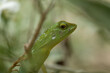  Green Crested Lizard between leaves