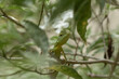  Green Crested Lizard between leaves
