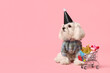Cute Bolognese dog in party hat celebrating Birthday on pink background