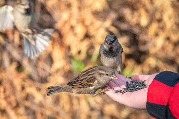 Wall Mural - Sparrow eats seeds from a man's hand