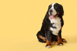 Cute Bernese mountain dog on yellow background