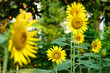 Beautiful sunflowers white sunlight in tha garden.