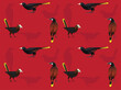 Bird Oropendola Cartoon Cute Seamless Wallpaper Background