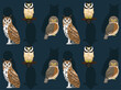 Bird Owl Spectacled Striped Pygmy Cartoon Cute Seamless Wallpaper Background