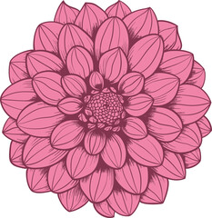 Dahlia clipart design illustration