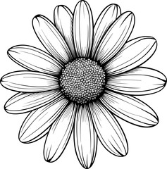 Daisy flower hand drawn design illustration