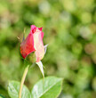 Beautiful red yellow rose bud on a green background in the garden. Ideal for greeting cards