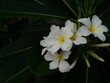 Group of Plumeria blossom on tree , White frangipani flower with leaf on green background, Freshness of plants