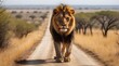 A large, stunning wild lion approaching the camera on a road through a dirty bush. grass and trees in the savanna blurred in the background