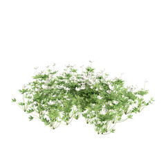 Wall Mural - 3d illustration of Anemone canadensis bush isolated on transparent background