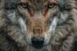 Close-up portrait of a wild wolf (Canis lupus)
