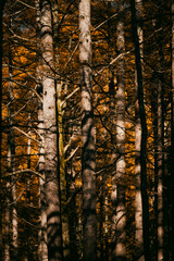 Wall Mural - experience the vibrant colors of autumn in japan: exploring the majestic forests and gardens of kyot
