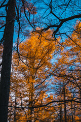 Wall Mural - experience the vibrant colors of autumn in japan: exploring the majestic forests and gardens of kyot