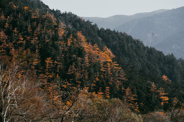 Wall Mural - experience the vibrant colors of autumn in japan: exploring the majestic forests and gardens of kyot