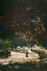 Wall Mural - experience the vibrant colors of autumn in japan: exploring the majestic forests and gardens of kyot