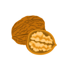 Nature food nuts walnut cartoon vector isolated illustration