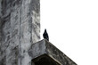 Paloma Negra reposando en el techo o tejado