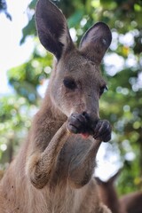 Poster - Port Douglas, Queensland, Australia