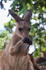 Poster - Port Douglas, Queensland, Australia