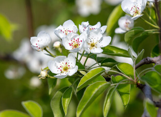 Sticker - Flowers on a pear tree in spring. Close-up