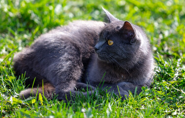 Poster - Portrait of a cat resting on green grass