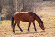  Brown horse in the pasture