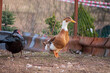 ducks on the organic farm