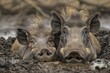 A pair of warthogs wallowing together in a mud pit