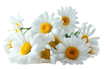 Wall Mural - daisies on white isolated on white background