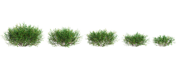 Wall Mural - 3d illustration of set Goodenia ovata bush isolated on transparent background