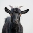 A detailed headshot of a black goat with sharp eyes and prominent horns against a soft white background.