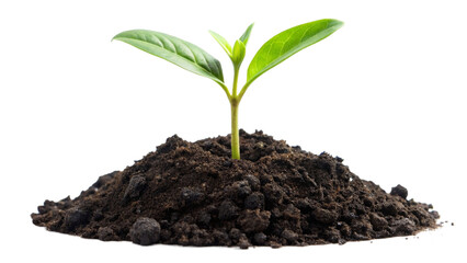 Young green plant growing out of black soil, cut out