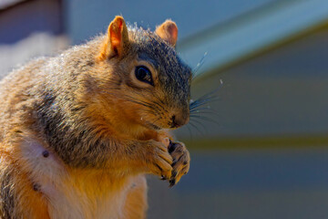 Wall Mural - The fox squirrel (Sciurus ni..r), also known as the eastern fox squirrel or Bryant's fox squirrel .