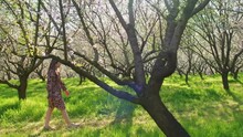 Side view video of woman young woman walking in blossoming almond orchard.