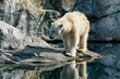 Polar bear (Ursus maritimus) in zoo